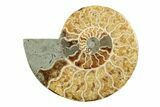 Cut & Polished, Agatized Ammonite Fossil - Madagascar #241004-1